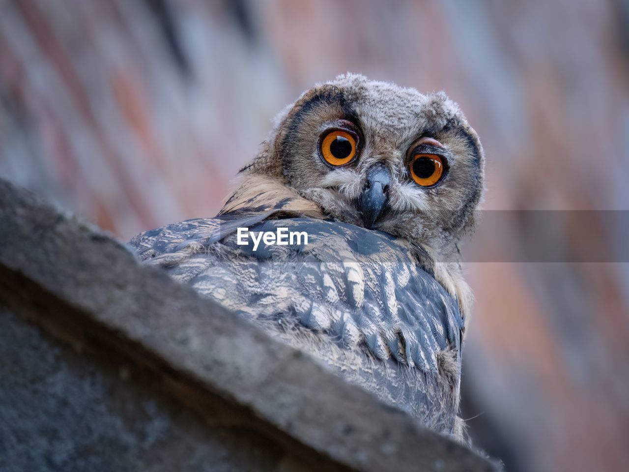 Close-up portrait of owl