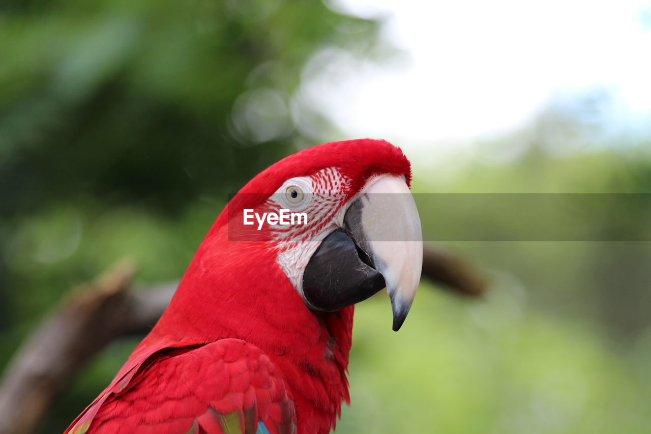 Close-up of red parrot