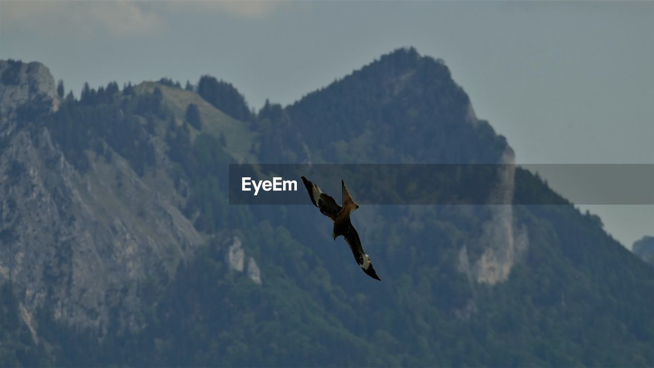 LOW ANGLE VIEW OF A BIRD FLYING OVER MOUNTAIN RANGE
