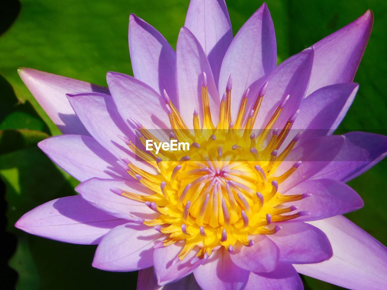 CLOSE-UP OF LOTUS FLOWER BLOOMING OUTDOORS