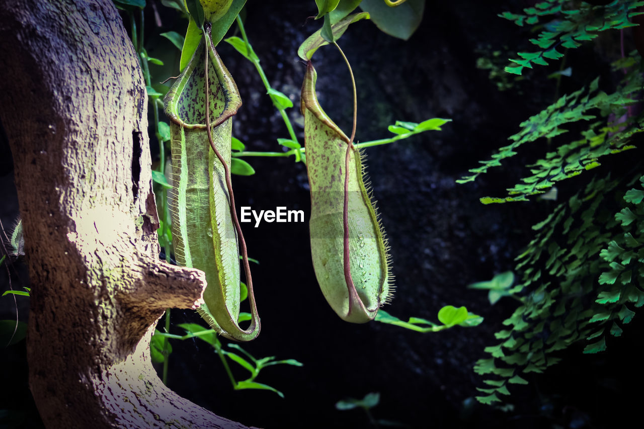 CLOSE-UP OF INSECT ON TREE