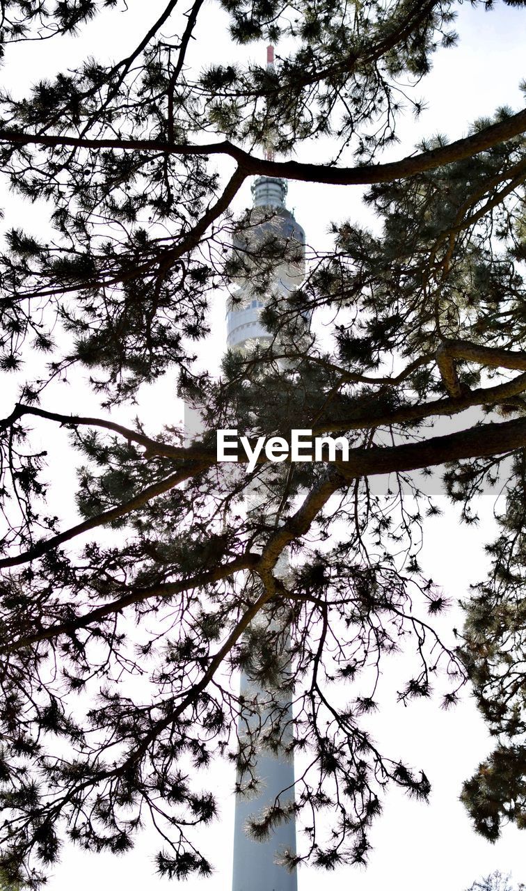 LOW ANGLE VIEW OF TREE AGAINST SKY IN FOREST