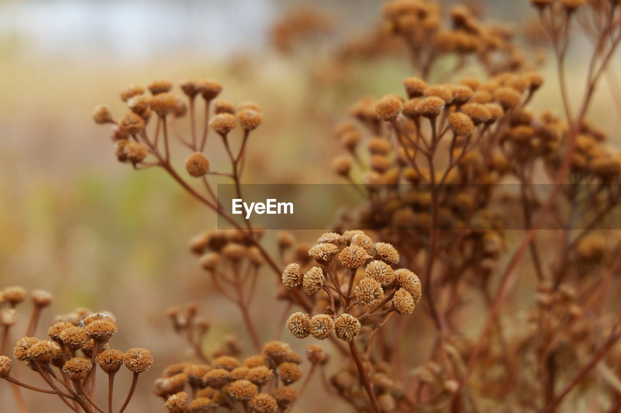 Close-up of wilted plant