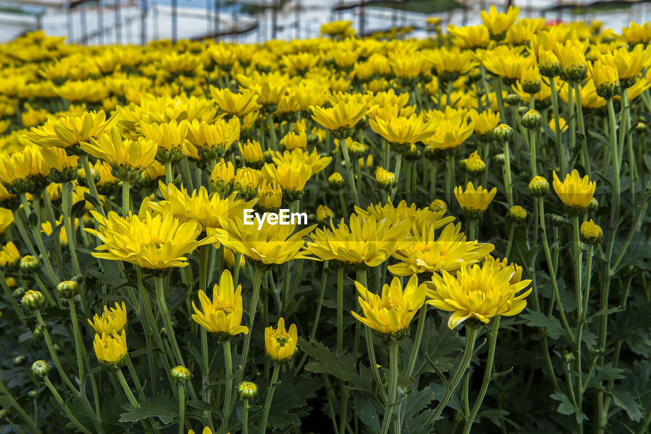 CLOSE-UP OF YELLOW FLOWERING PLANT