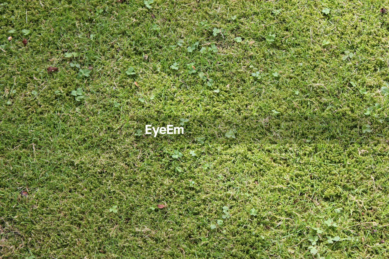 Full frame shot of grass on field