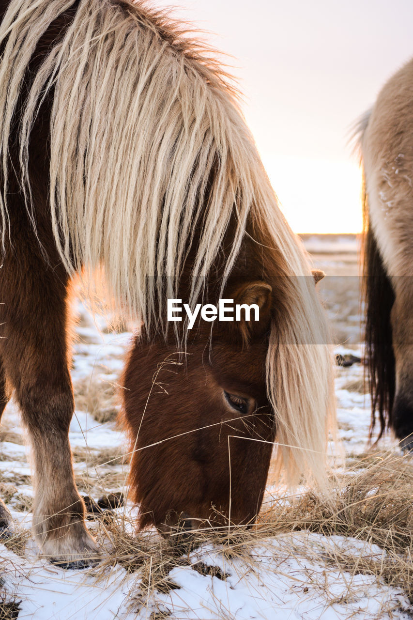 CLOSE-UP OF HORSE GRAZING ON FIELD AGAINST SKY