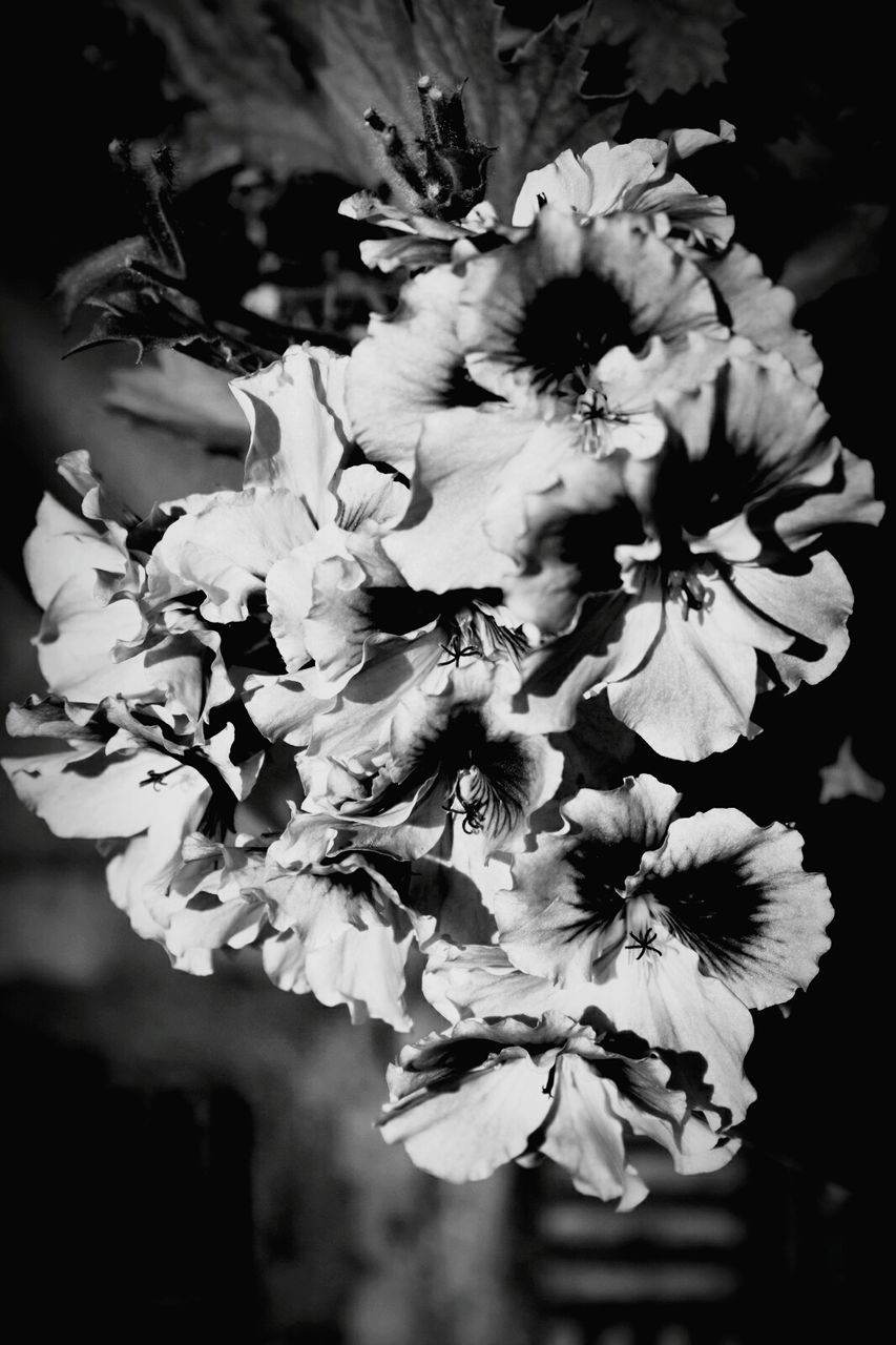 CLOSE-UP OF WHITE FLOWERS