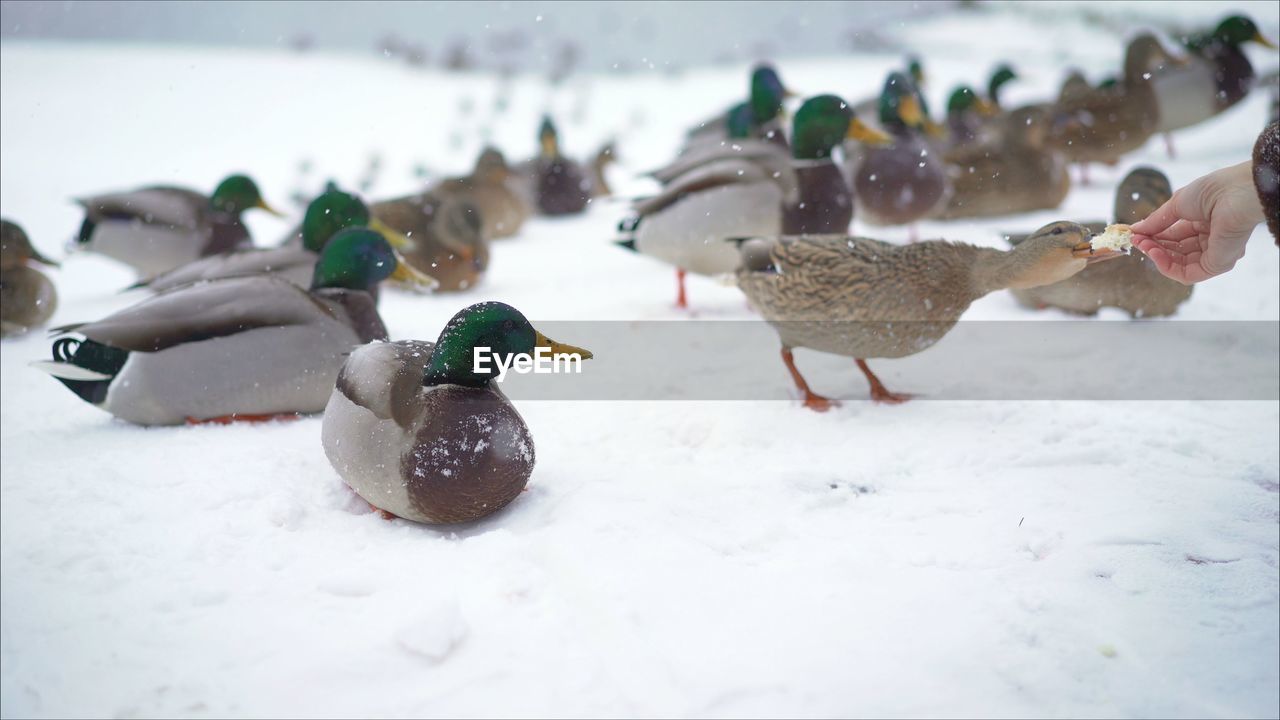 Close-up of birds in snow