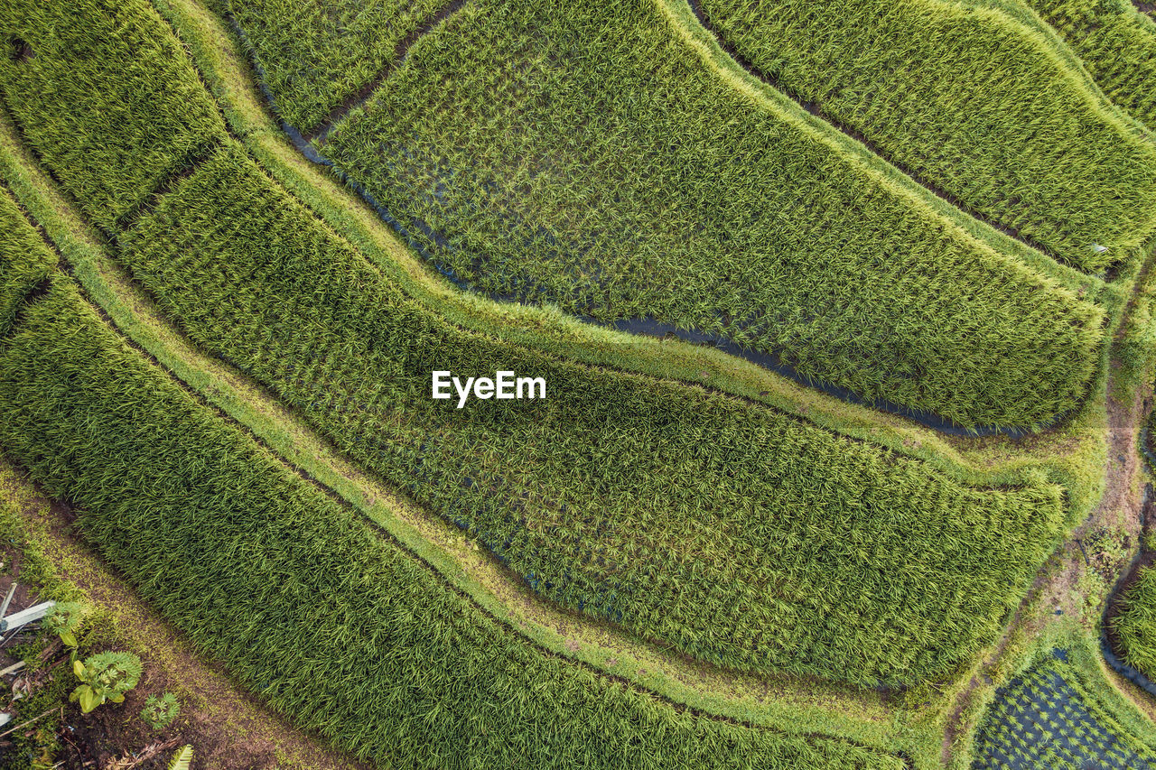 Full frame shot of corn field