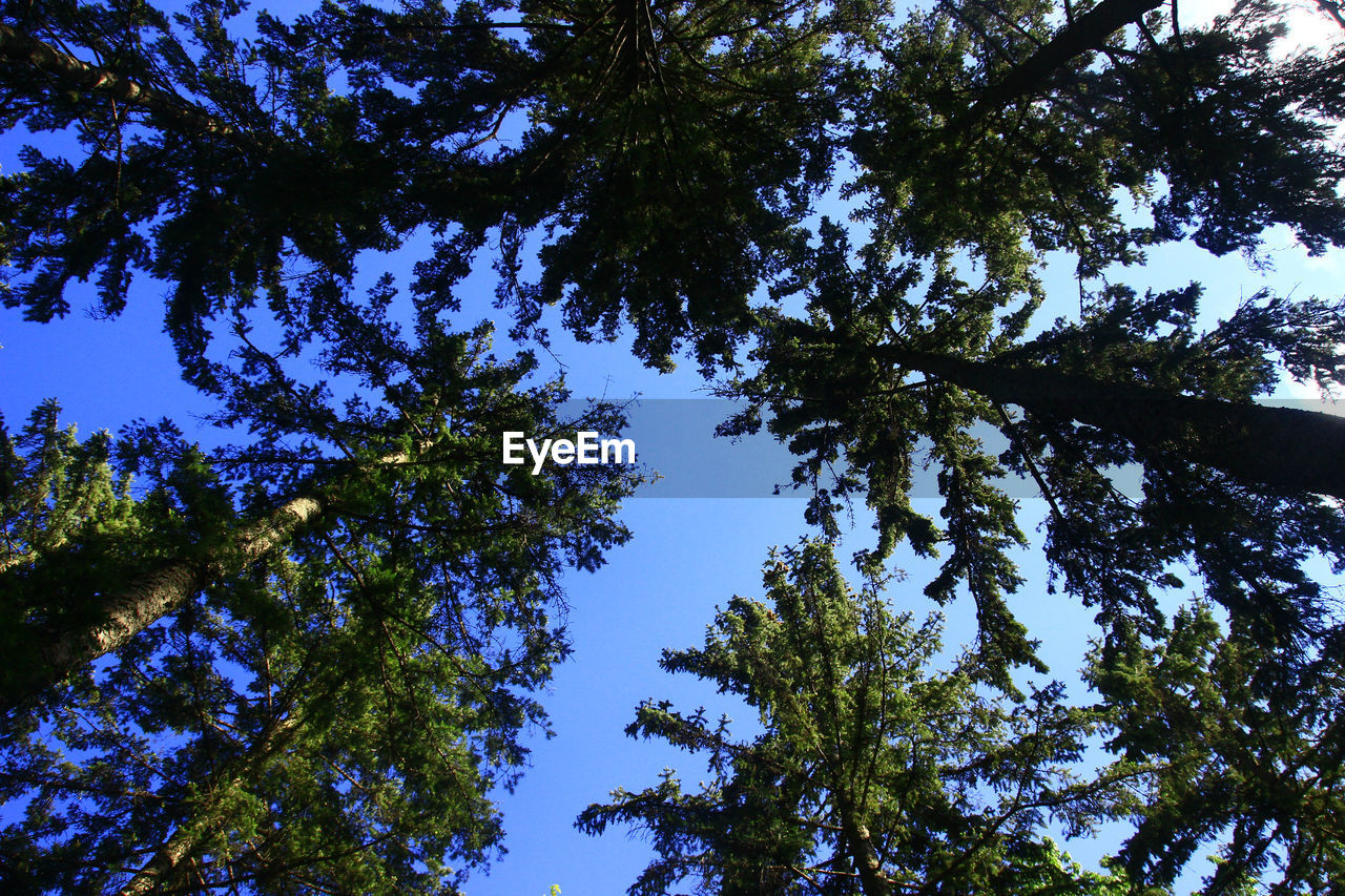 LOW ANGLE VIEW OF TREES AGAINST SKY