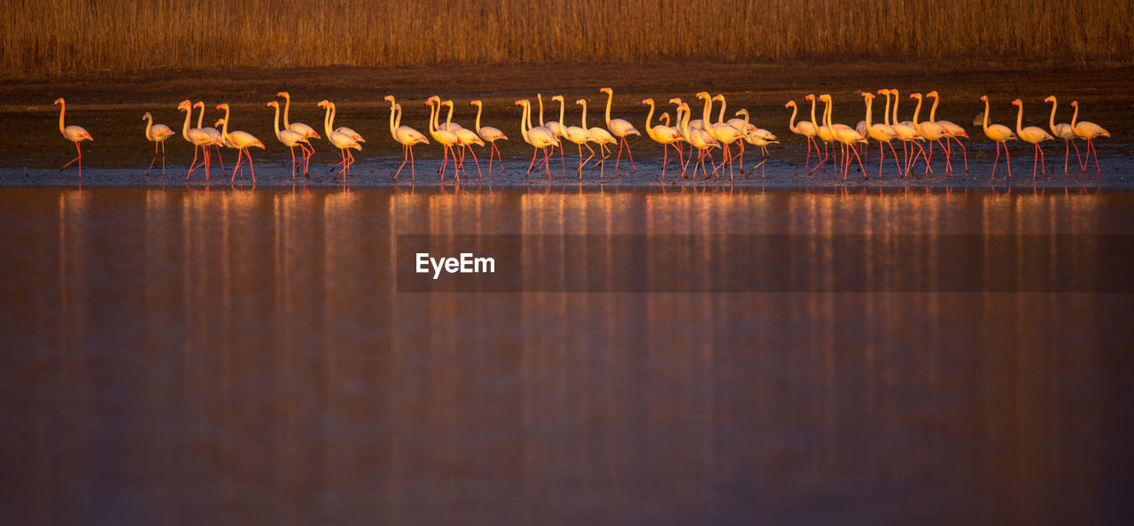 Birds at lakeshore during sunset