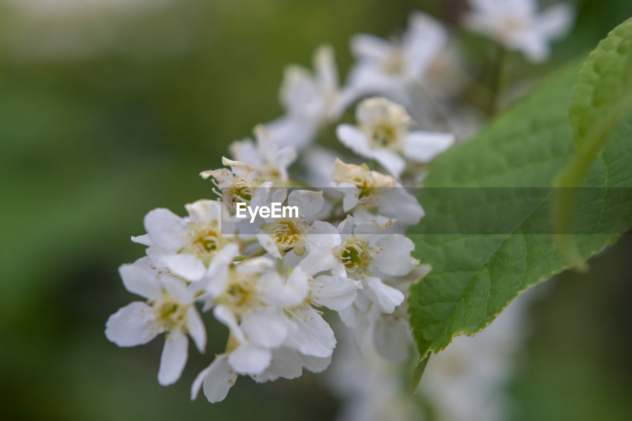 Close-up of white cherry blossom