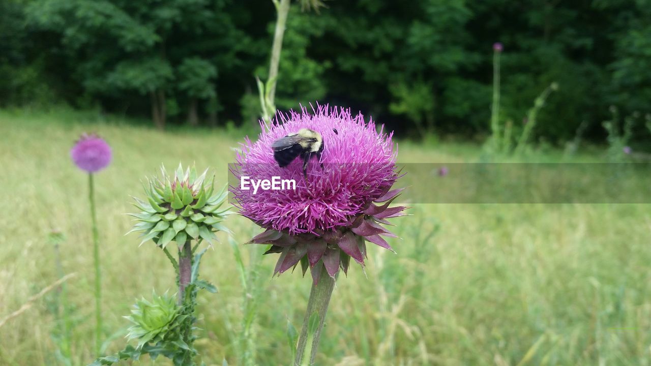 Bumble bee sitting on milk thistle