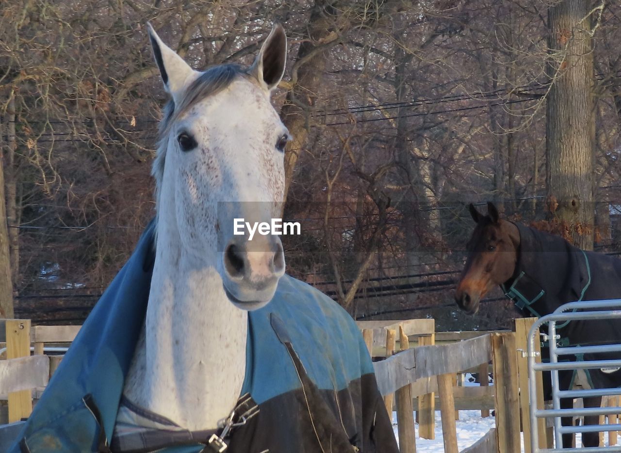 HORSES IN A STABLE