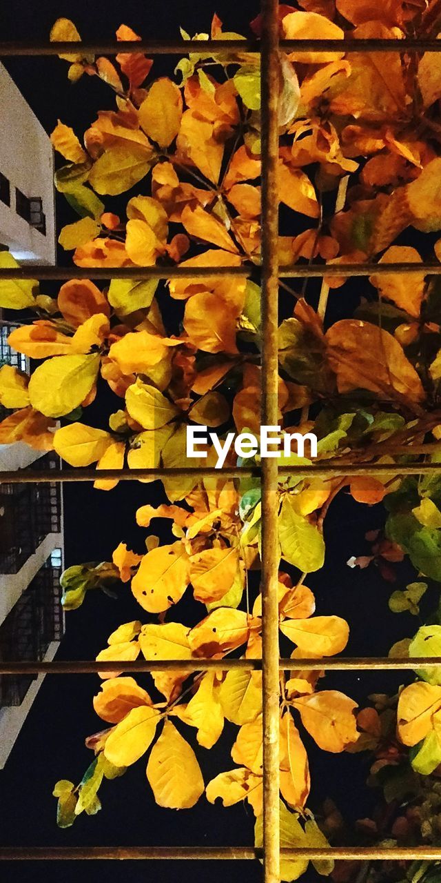 CLOSE-UP OF YELLOW FLOWERS GROWING OUTDOORS