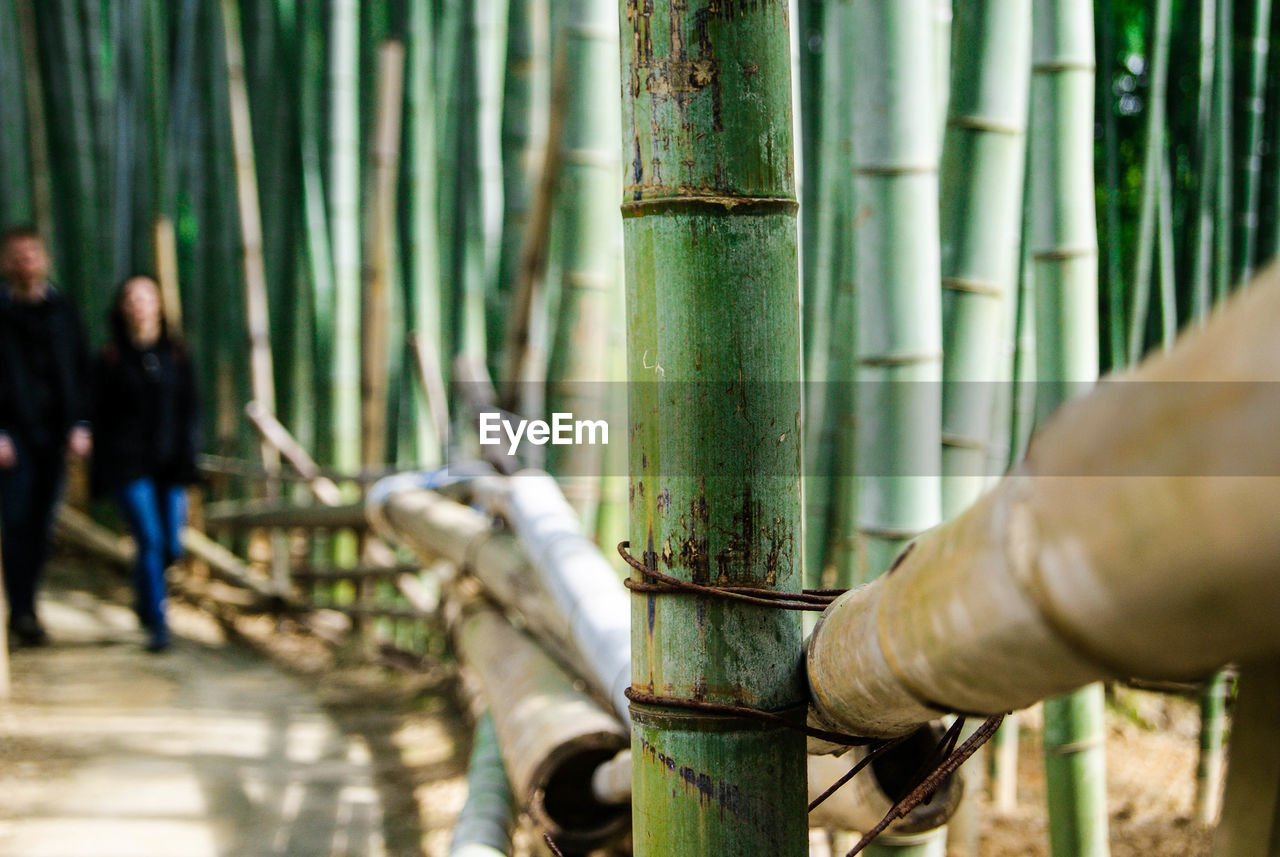 People walking by bamboos