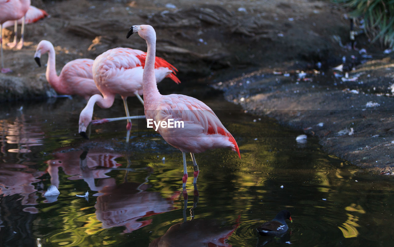 Side view of flamingoes