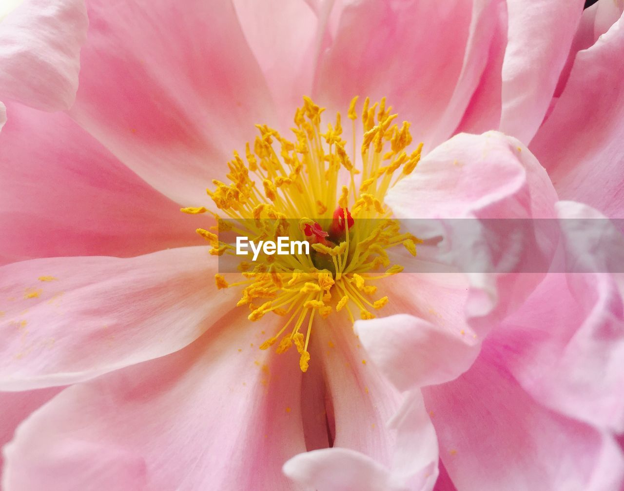 Close-up of fresh pink flower blooming outdoors
