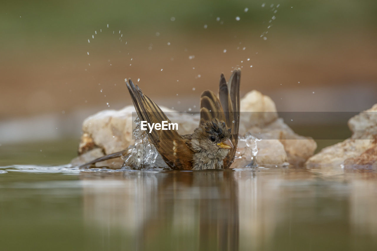 nature, animal themes, animal, water, animal wildlife, bird, wildlife, close-up, macro photography, one animal, no people, selective focus, lake, reflection, outdoors, insect, day, animal body part