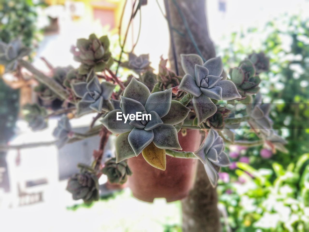 CLOSE-UP OF FRESH PLANT