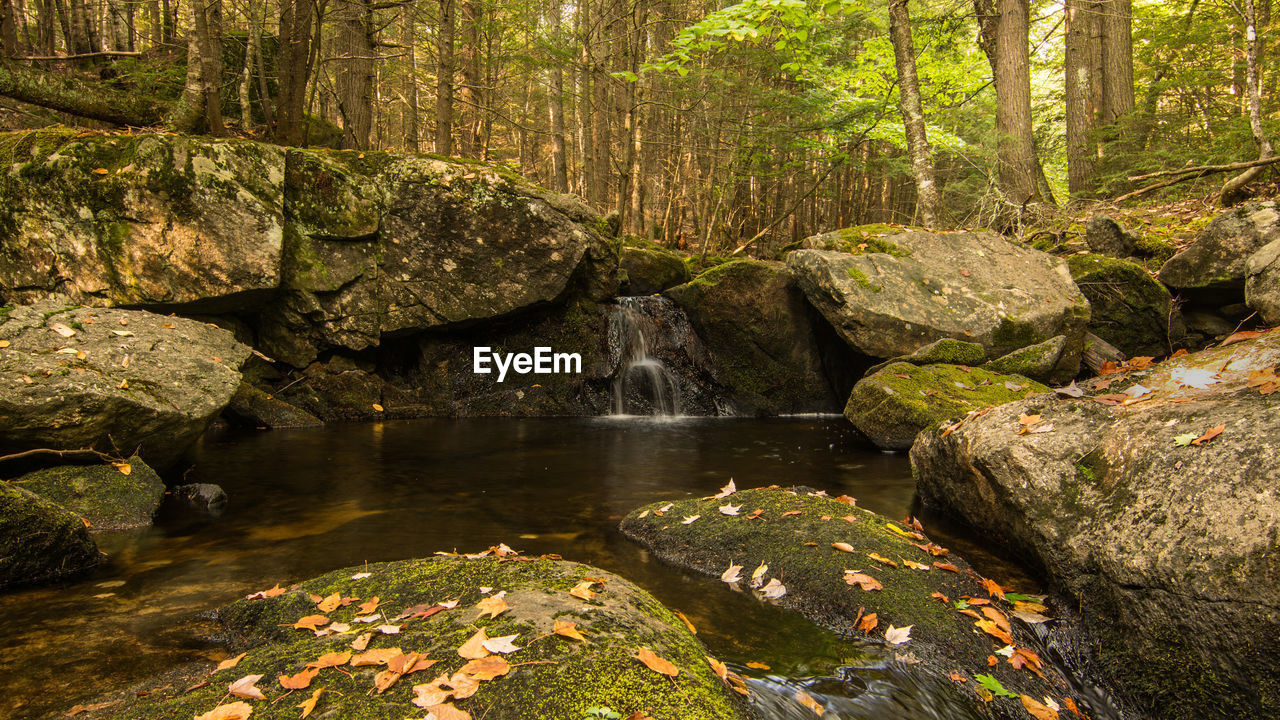 VIEW OF WATERFALL IN FOREST