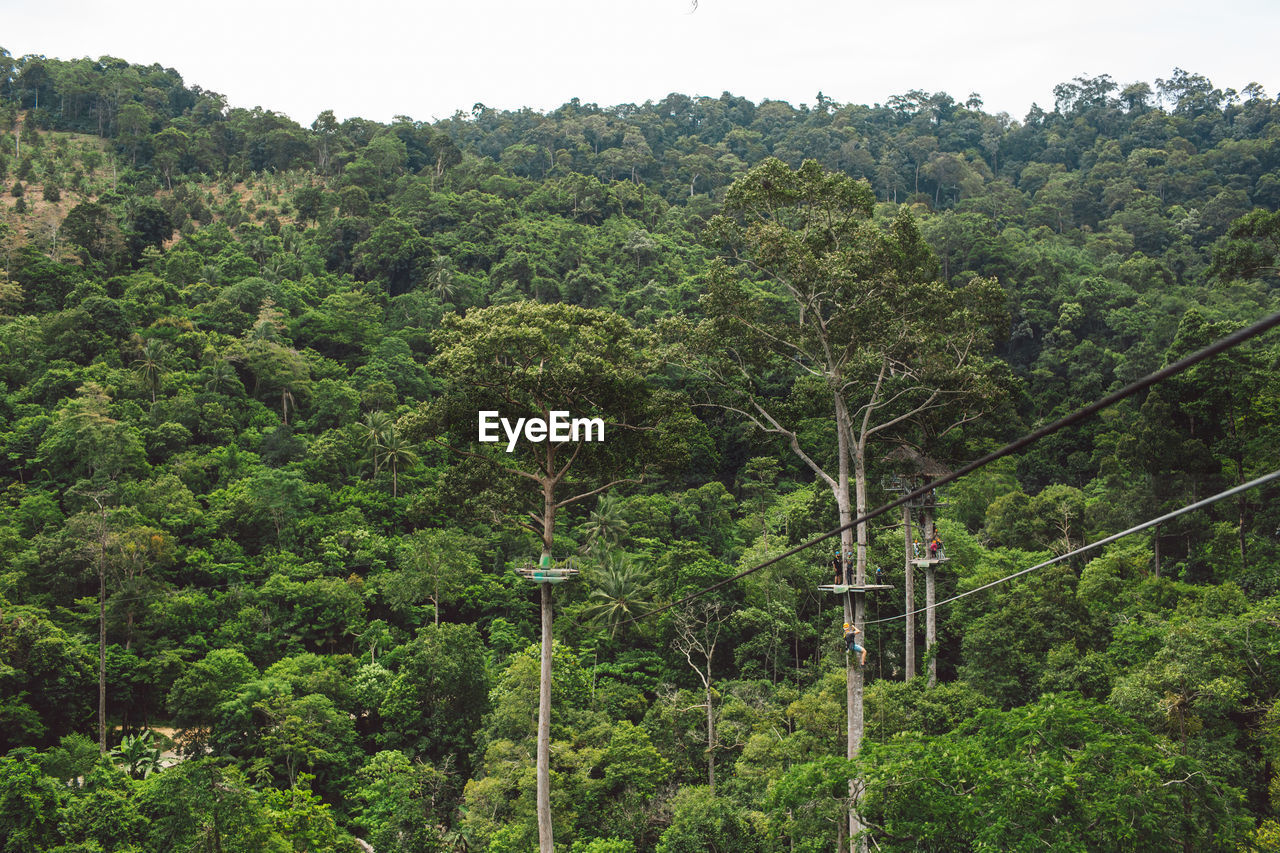 VIEW OF TREES IN FOREST