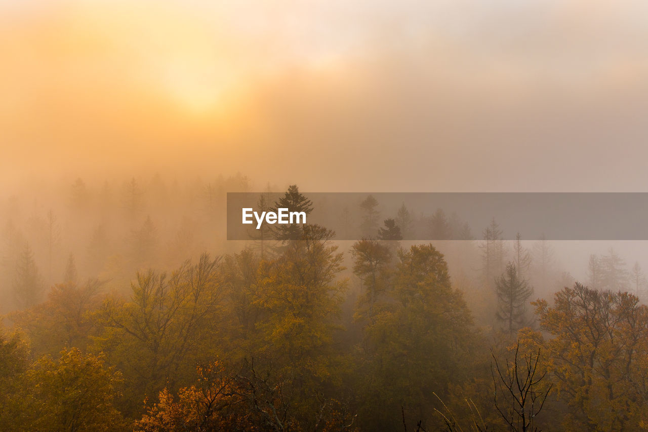 TREES IN FOREST AGAINST FOGGY WEATHER