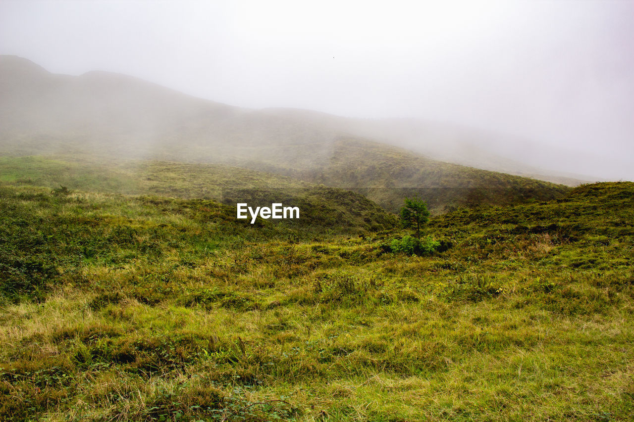 Scenic view of grassy field against sky