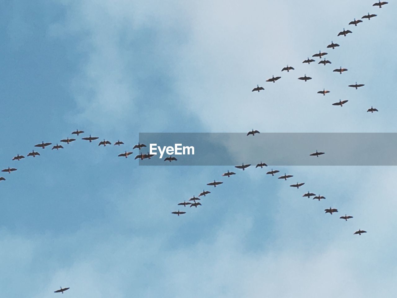 Low angle view of birds flying against sky