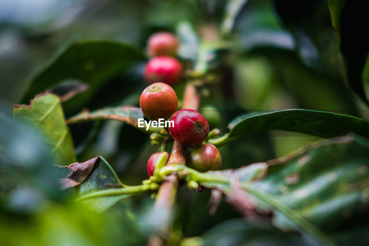 CLOSE-UP OF CHERRIES ON PLANT