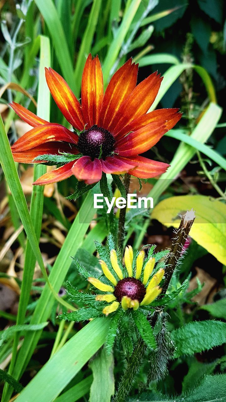 CLOSE-UP OF FRESH RED FLOWERING PLANT IN SUNLIGHT