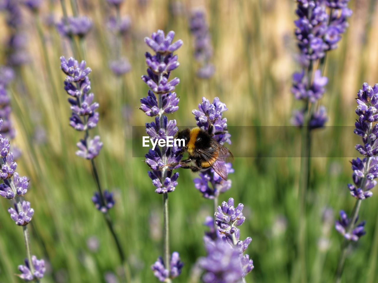 Close-up of bee pollinating on purple flowering plants