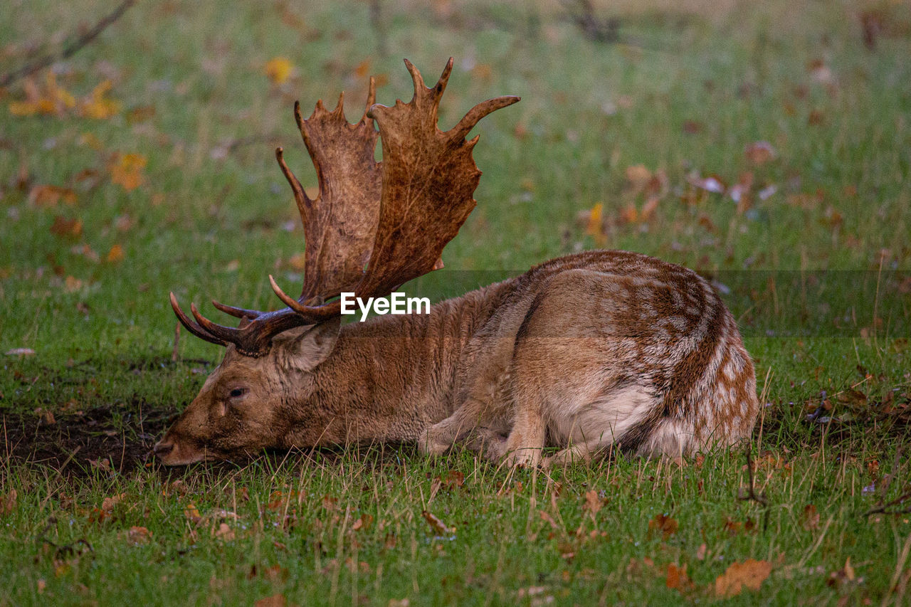 VIEW OF DEER ON GRASS