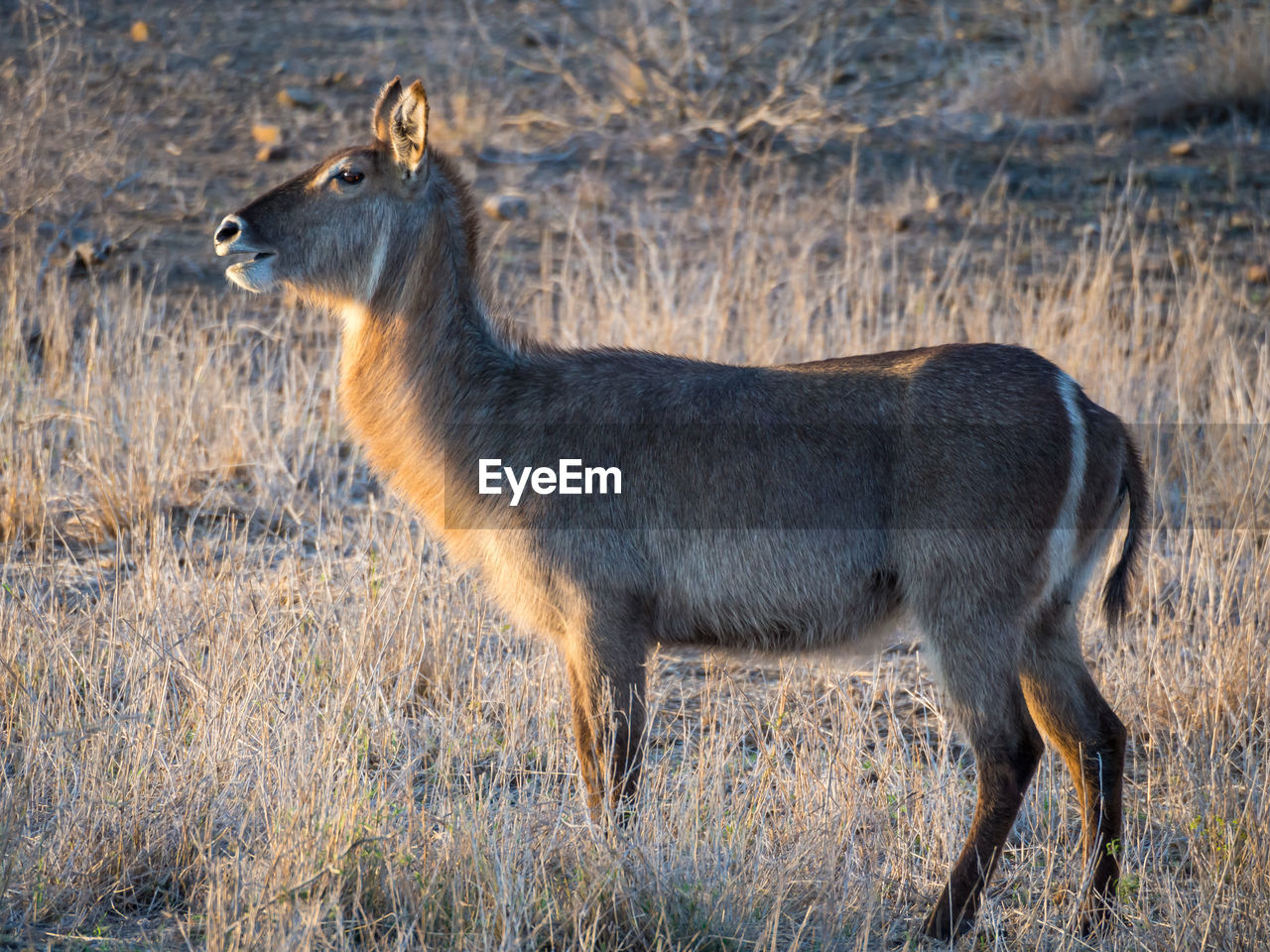 Water buck antelope standing in dry grass, kruger national park, south africa