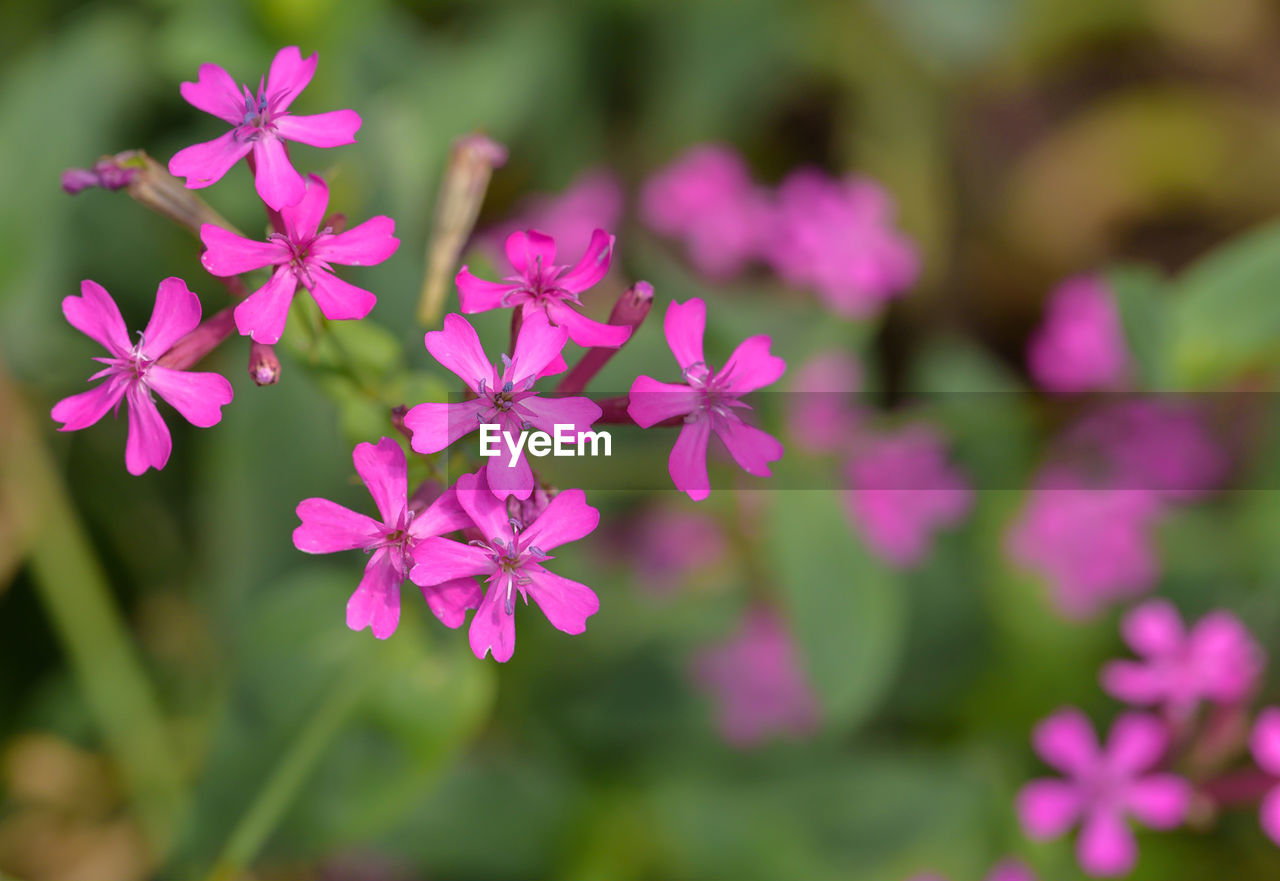 Close-up of pink flowering plants in park