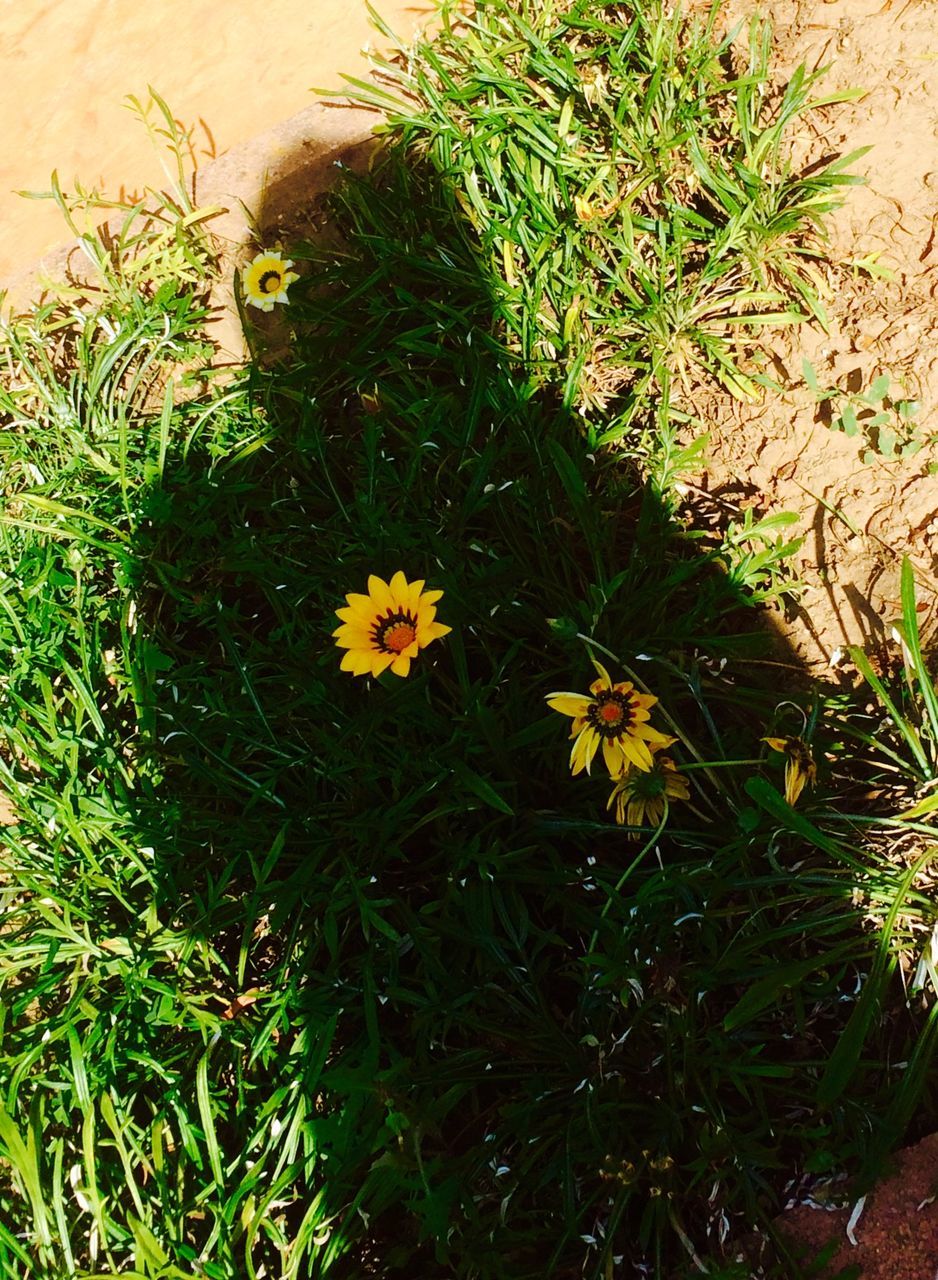 High angle view of shadow on fresh yellow flowers amidst grass
