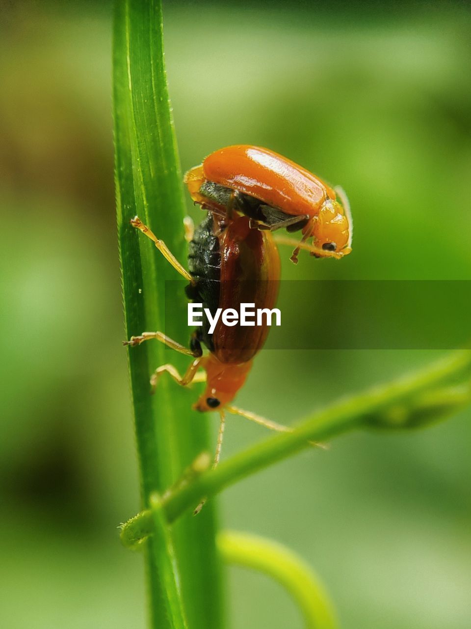 CLOSE-UP OF INSECT ON BLADE OF PLANT