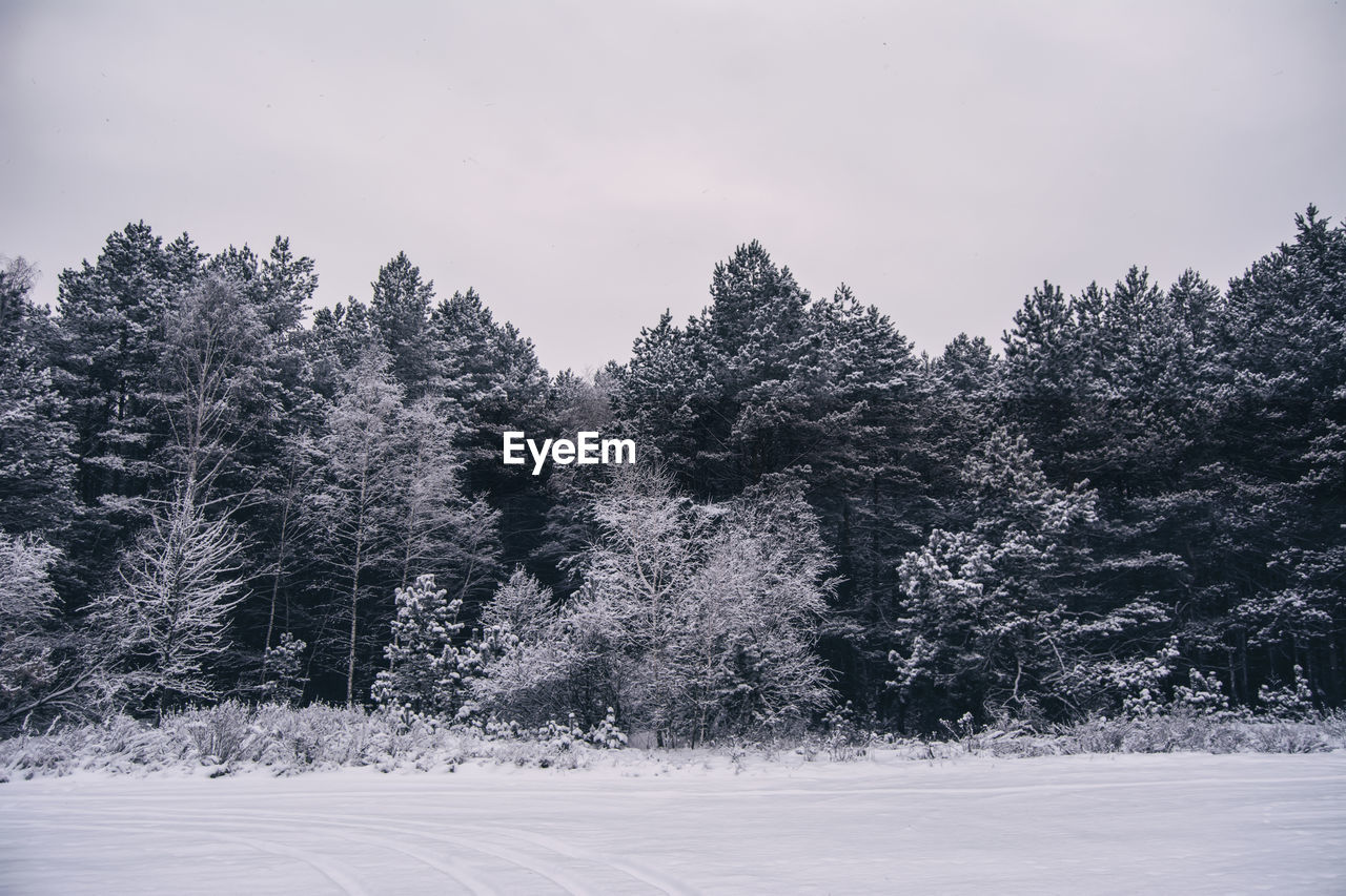 Trees growing against sky at forest during winter