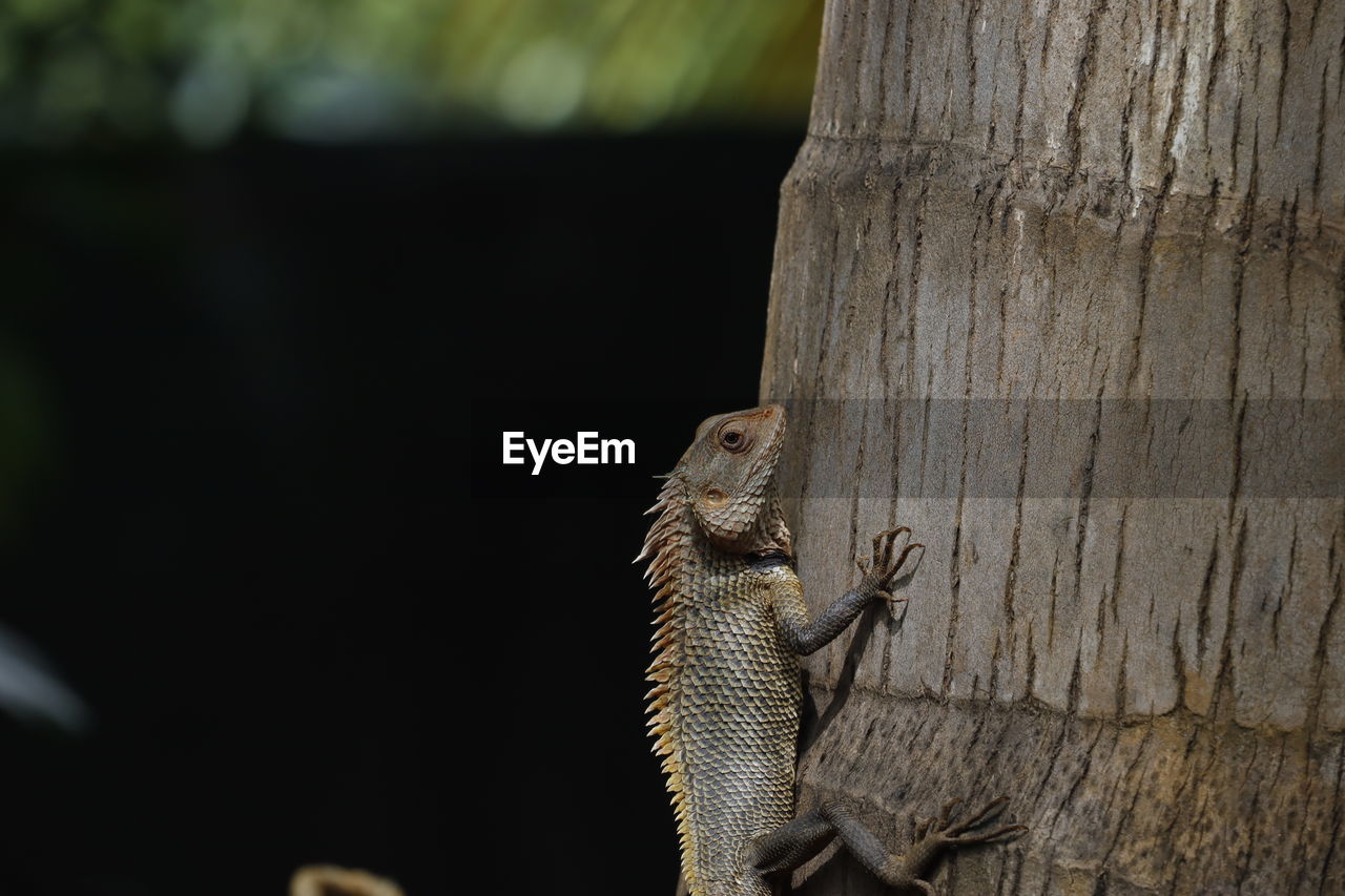 SQUIRREL ON TREE TRUNK