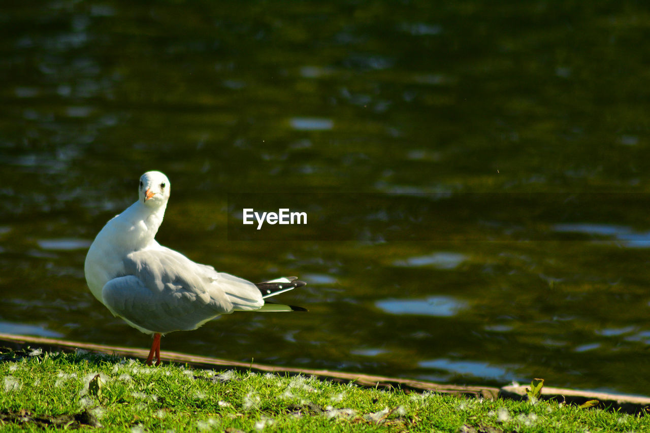 Close-up of seagull on lake