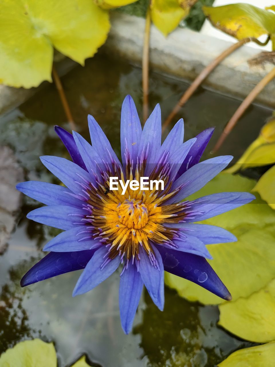 HIGH ANGLE VIEW OF PURPLE WATER LILY