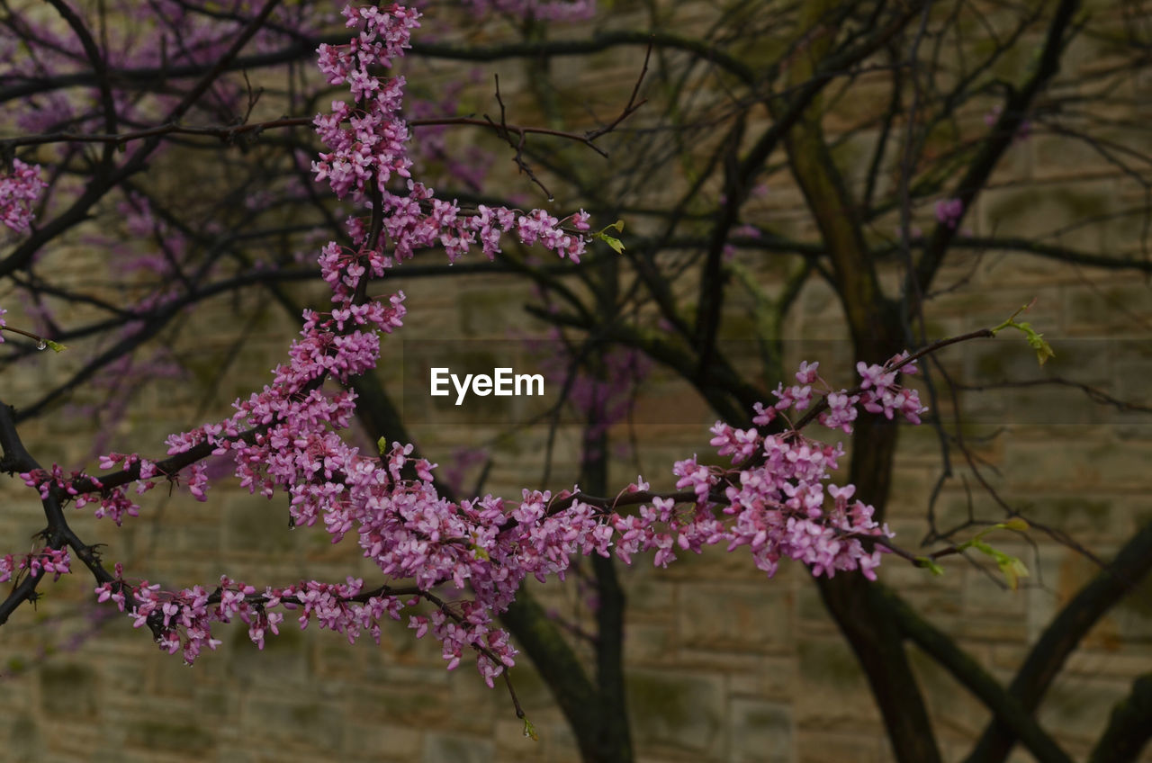 CLOSE-UP OF PINK FLOWERS ON BRANCH