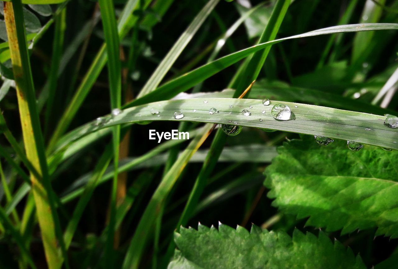 Close-up of wet insect on grass