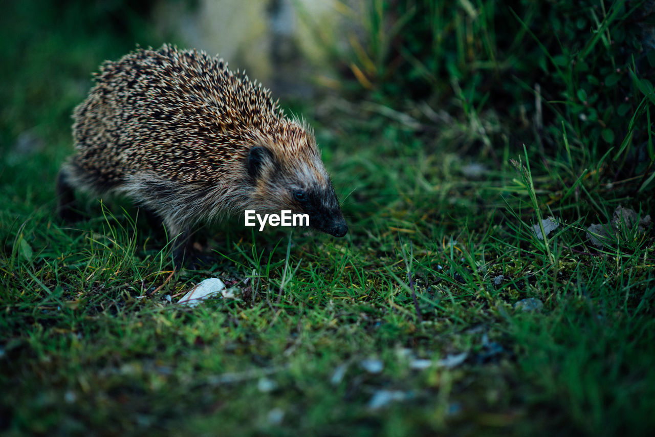 Close-up of hedgehog on grassy field