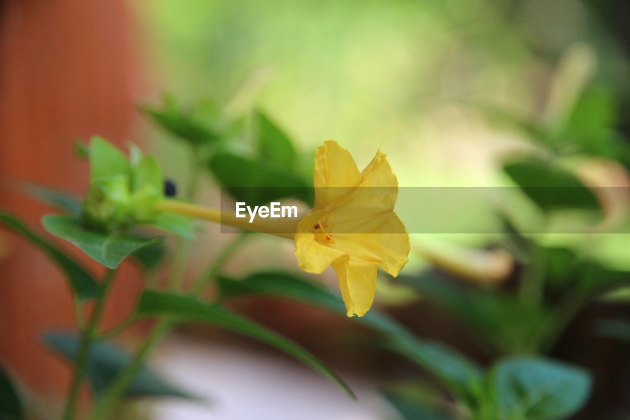 CLOSE-UP OF DAY BLOOMING OUTDOORS