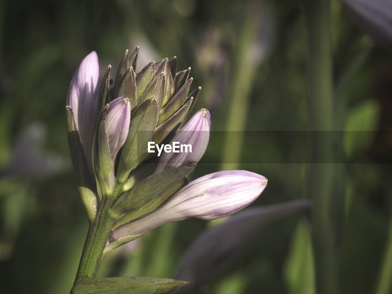 Close-up of purple flower