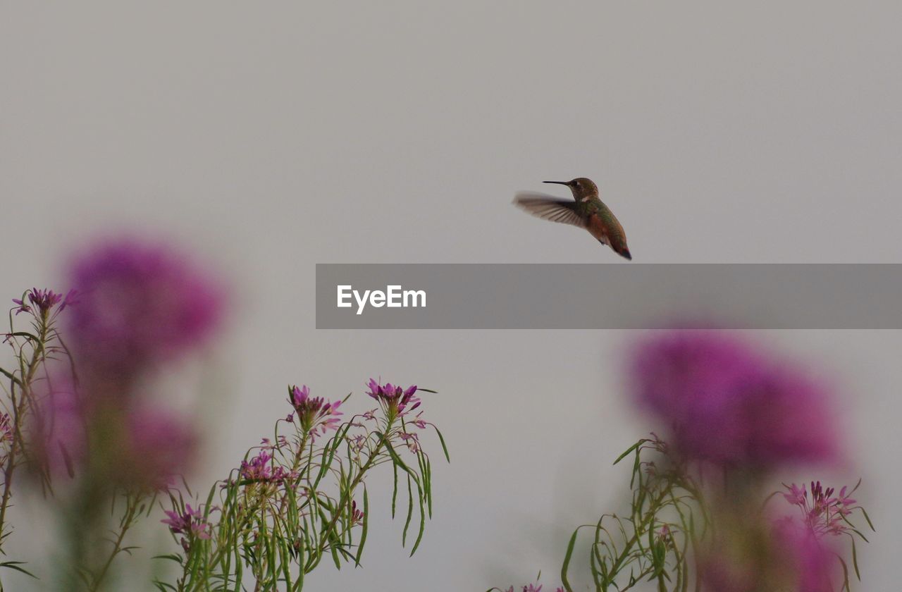 BIRD FLYING OVER FLOWER