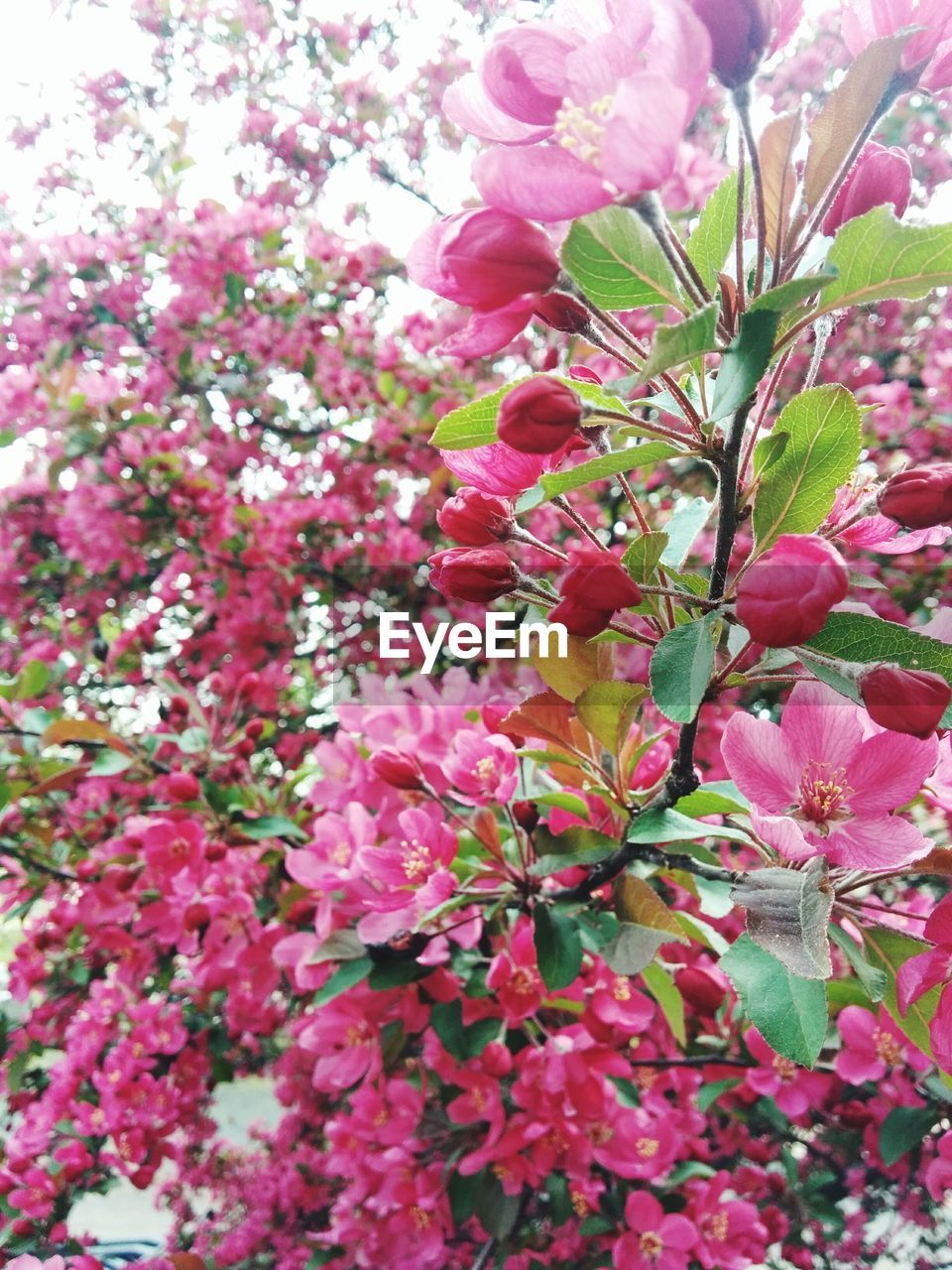 Low angle view of pink flowers growing on tree