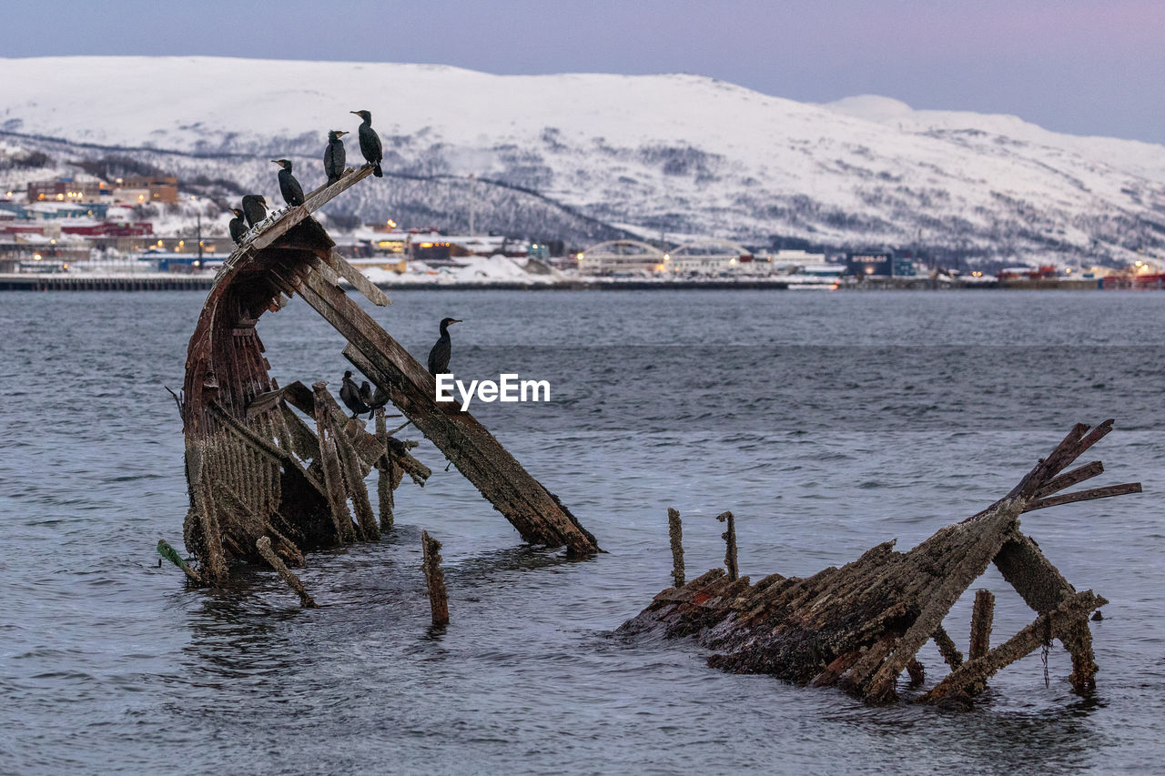 Birds on shipwreck in sea against snowcapped mountain 