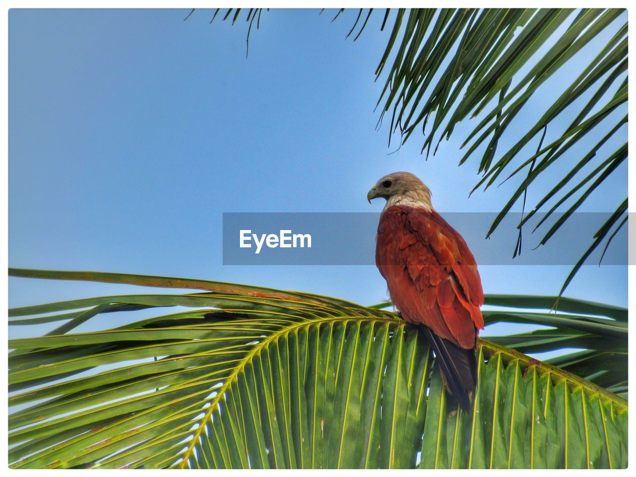 Low angle view of eagle on tree against blue sky